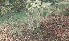 Rauvolfia tetraphylla