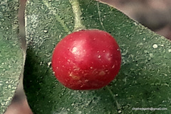 Rauvolfia tetraphylla