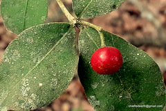 Rauvolfia tetraphylla
