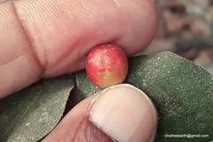 Rauvolfia tetraphylla