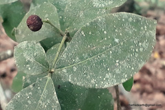 Rauvolfia tetraphylla