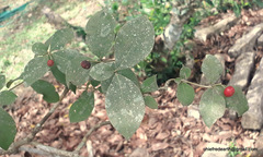 Rauvolfia tetraphylla