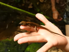 Potamites ecpleopus