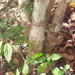 Rauvolfia tetraphylla