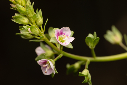 Veronica catenata iNat (2)