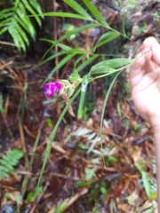 Elleanthus tricallosus