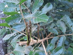 Cupania rufescens