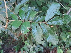 Cupania rufescens