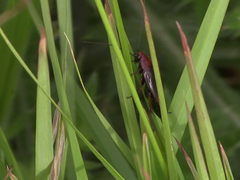 Blattoidae