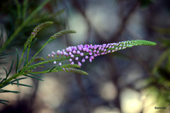 Comesperma confertum
