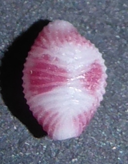 Purpurcapsula rubramaculosa — seen at this dive site