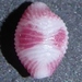 Purpurcapsula rubramaculosa - Photo (c) Pam Piombino,  זכויות יוצרים חלקיות (CC BY-NC), הועלה על ידי Pam Piombino