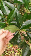 Schima superba superba