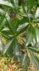 Schima superba superba