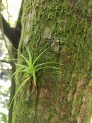 Guzmania monostachia