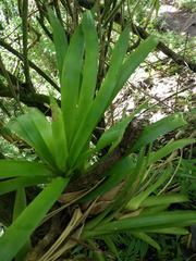 Guzmania monostachia