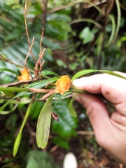 Scaphyglottis sigmoidea