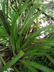 Guzmania monostachia
