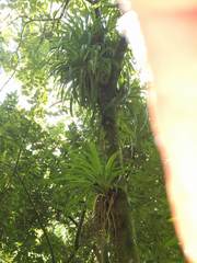 Guzmania monostachia