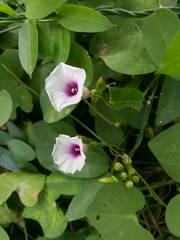 Ipomoea amnicola