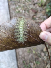 Adoliadini