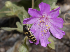 Acmaeodera alicia