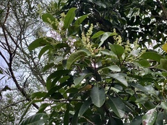 Buchanania arborescens