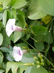 Ipomoea amnicola