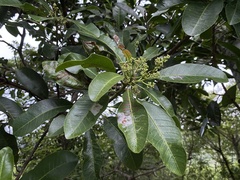 Buchanania arborescens