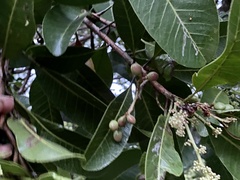 Buchanania arborescens