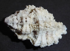 Murichorda fiscellum