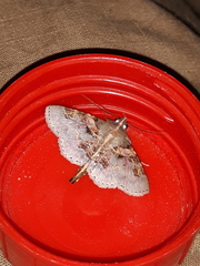 Dolichosomastis dorsilinea