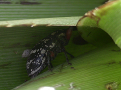 Heilipodus erythropus