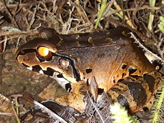 Leptodactylus knudseni
