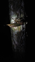 Nastonotus foreli