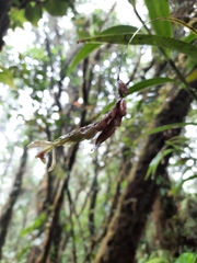 Epidendrum lankesteri