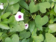 Ipomoea amnicola