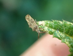 Teleonemia scrupulosa