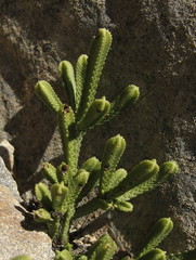 Veronica tetrasticha