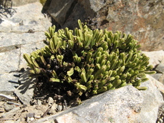 Veronica tetrasticha