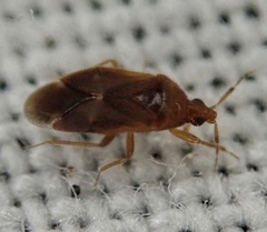 Cardiastethus fasciiventris