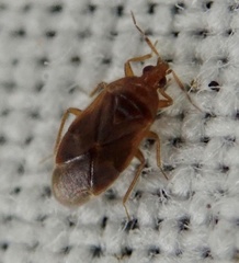 Cardiastethus fasciiventris