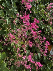 Antigonon