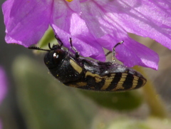 Acmaeodera alicia