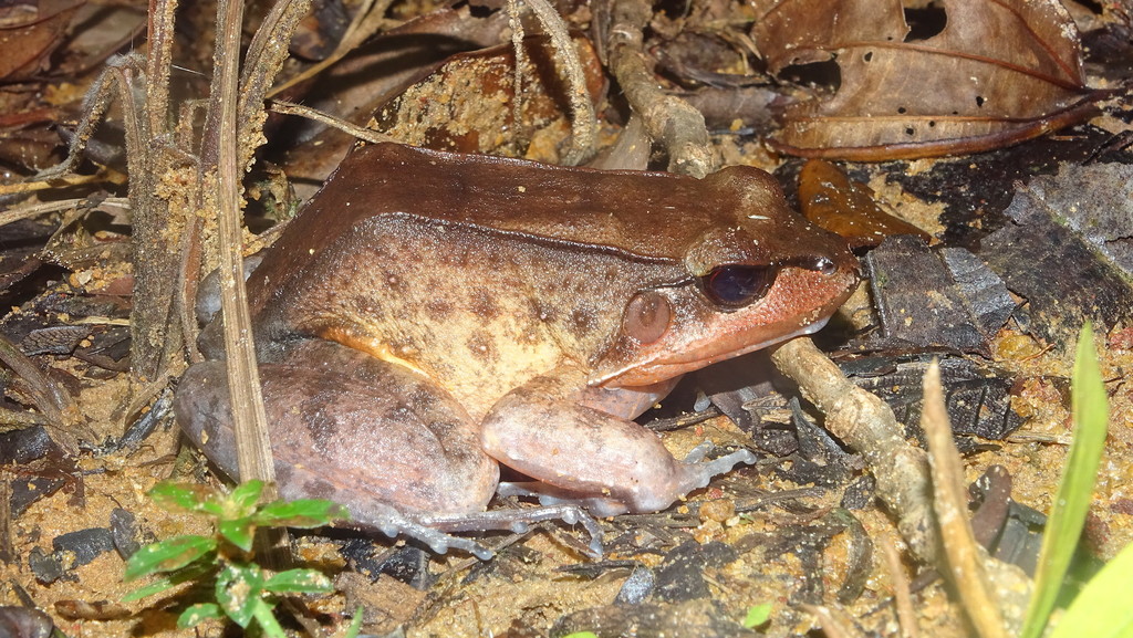 Loreto White-Lipped Frog