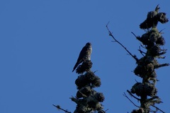 Falco columbarius suckleyi