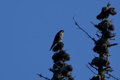 Falco columbarius suckleyi