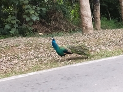 Pavo cristatus × muticus