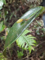 Echinosepala sempergemmata