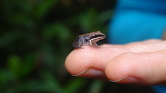 Leptodactylus mystaceus